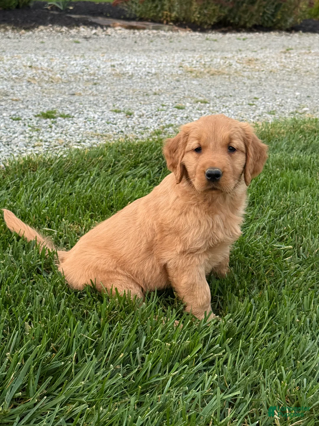 Golden Retriever dogs for sale: Remi - Ad 2
