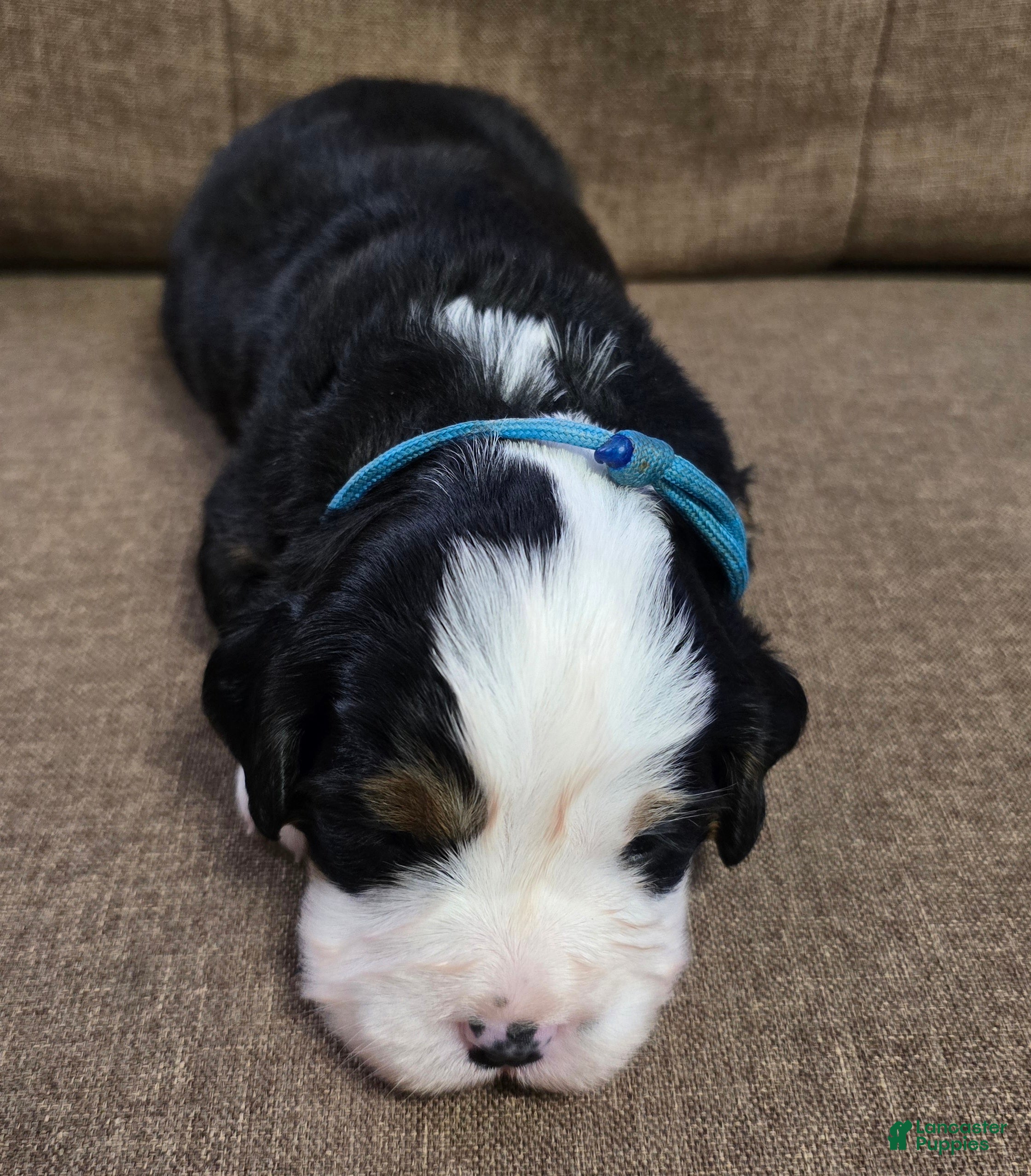 Miniature Bernese Mountain Dog dogs Manhattan  - Ad 2