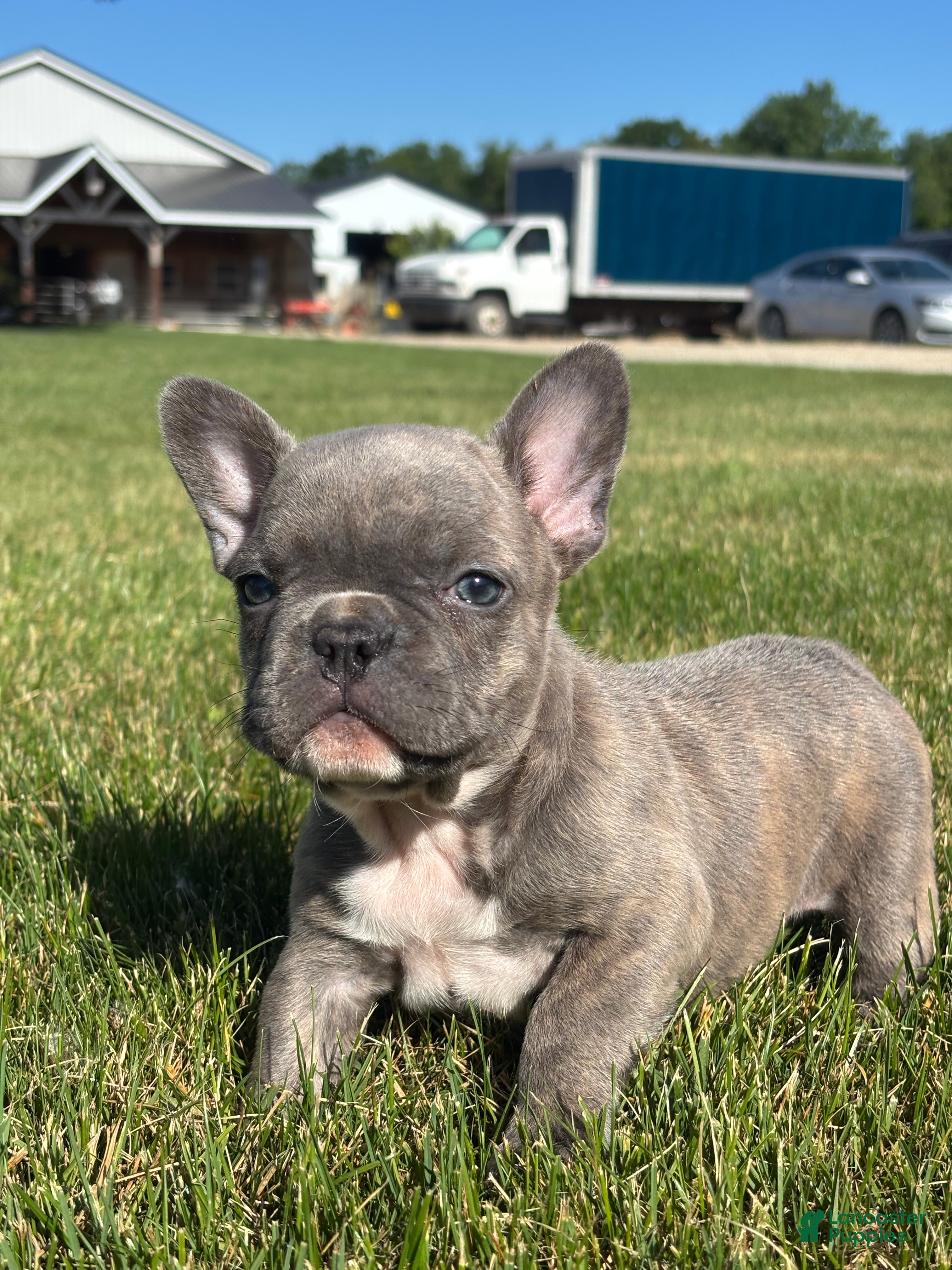 French Bulldog dogs for sale: Rachel - Ad 1