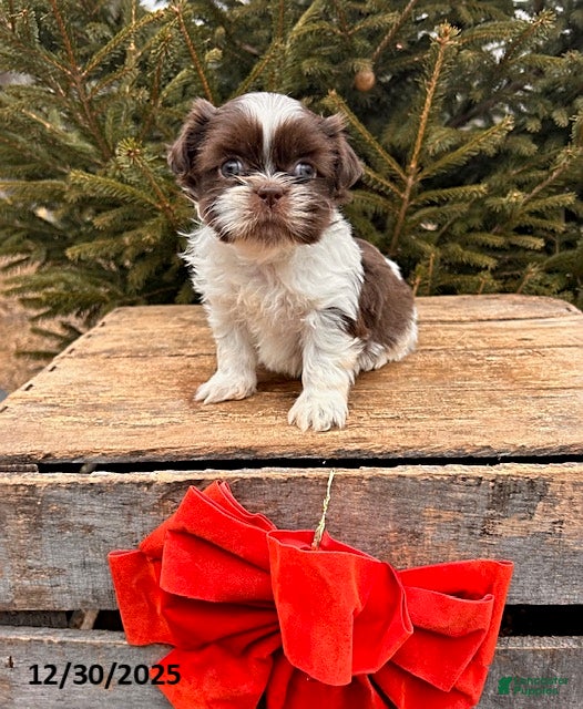 Shih Tzu dogs Buddy - Ad 37