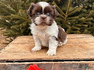 Shih Tzu dogs Buddy - Ad 37