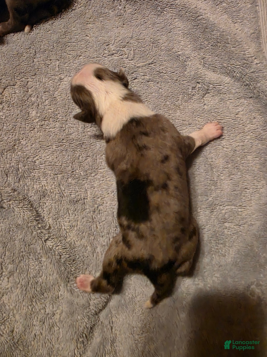 Miniature Australian Shepherd dogs for sale: Miniature Australian Shepherd Puppy 1 - Ad 4