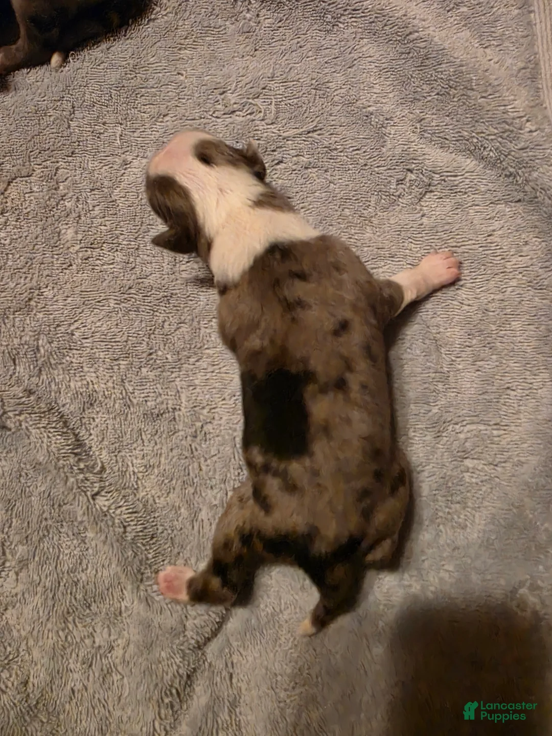 Miniature Australian Shepherd dogs for sale: Miniature Australian Shepherd Puppy 1 - Ad 4