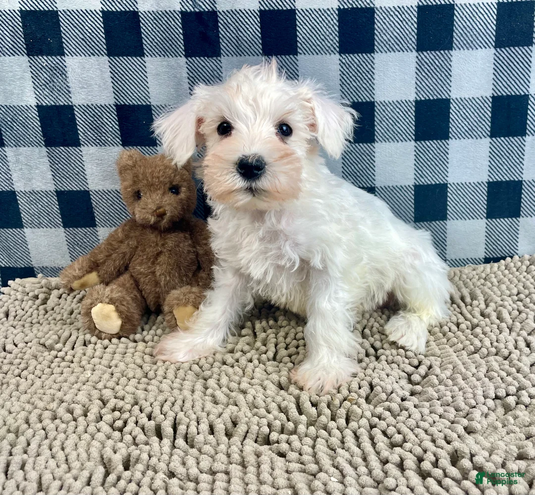 Miniature Schnauzer dogs for sale: Steve - Ad 4