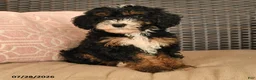 Miniature Poodle dogs for sale: Kody - Ad 3