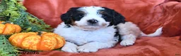 Bernedoodle dogs for sale: Buttercup - Ad 4
