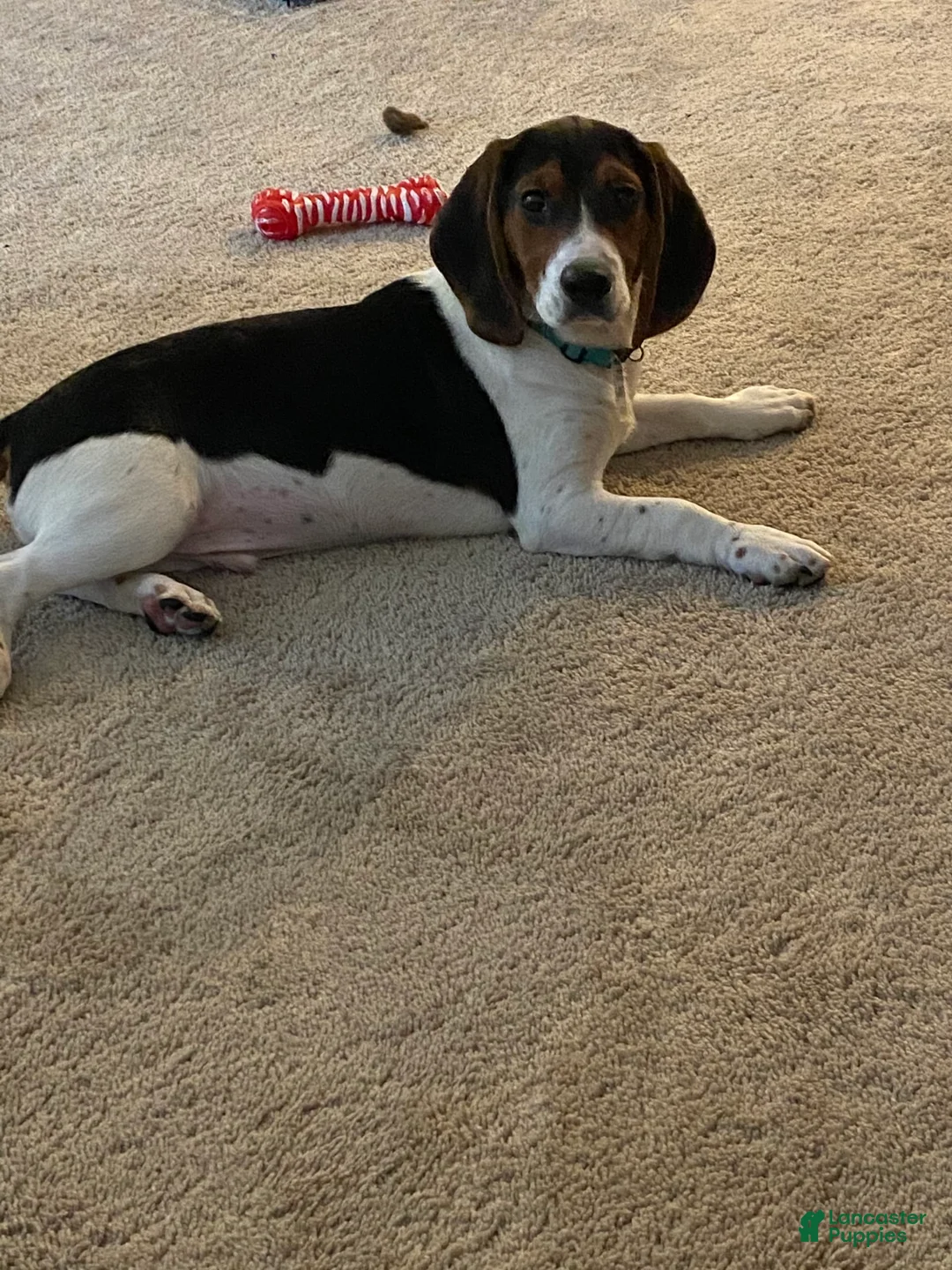 Gallery Image {{count}}