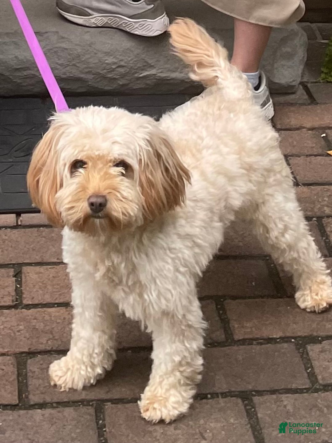 Cavapoo dogs for sale: Josie - Ad 6