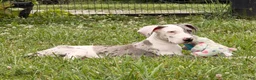 Great Dane dogs for sale: Patches Great Dane  - Ad 5