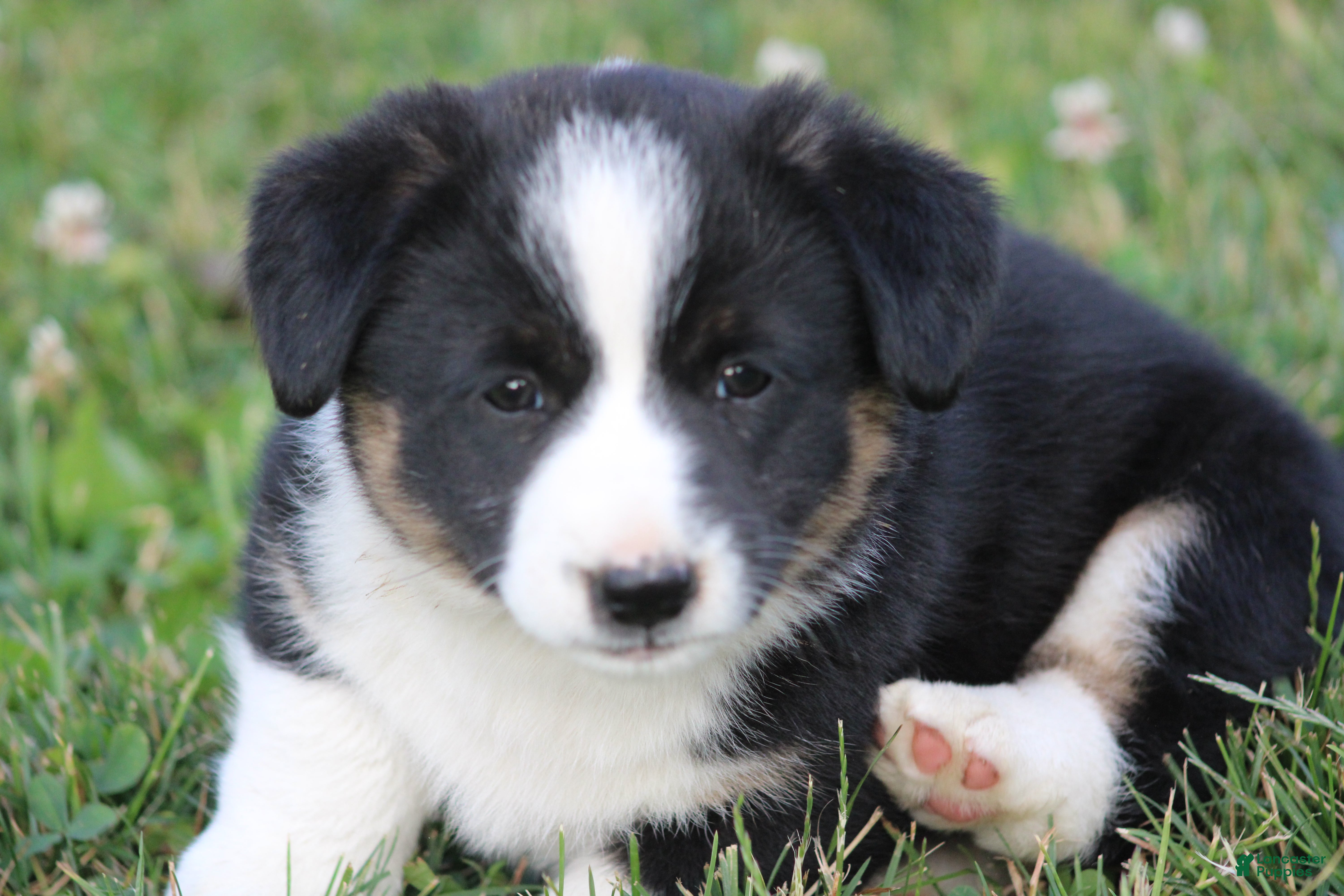 Mixed Breed dogs Jude🐶 - Ad 2