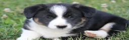 Mixed Breed dogs for sale: Jude🐶 - Ad 6