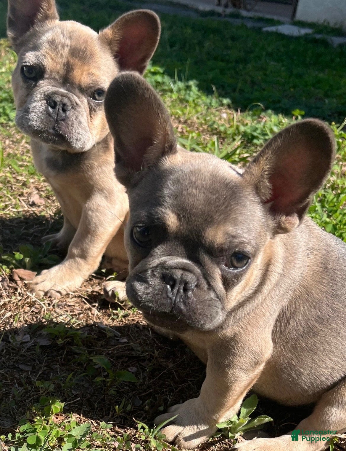 French Bulldog dogs Taco - Ad 2