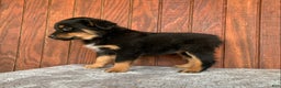 Mixed Breed dogs for sale: Benny - Ad 3