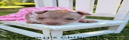 Chinese Crested dogs for sale: Chinese Crested 2 - Ad 11
