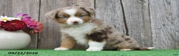 Miniature Australian Shepherd dogs for sale: Rose  - Ad 4