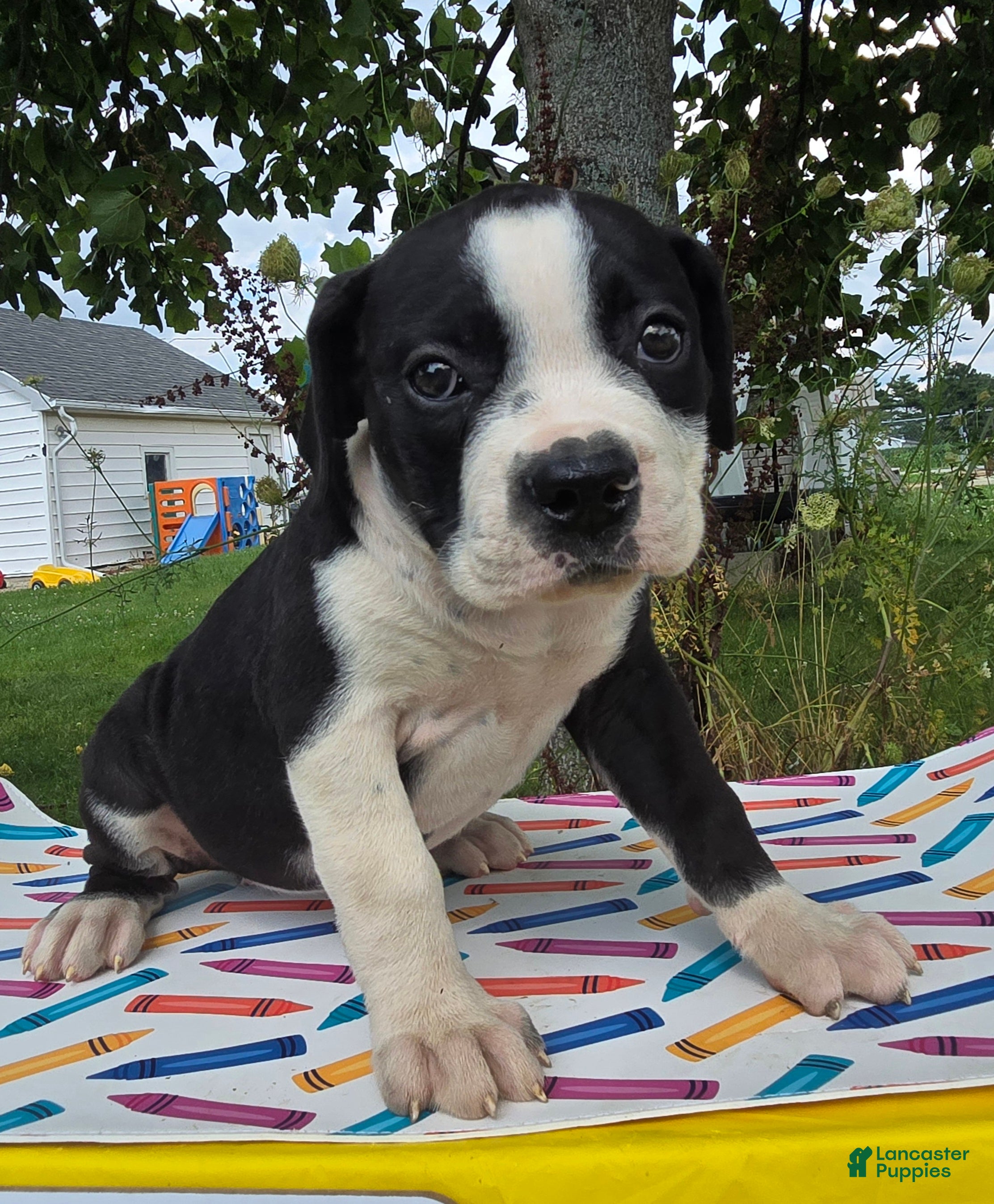 Olde English Bulldogge dogs Margaret - Ad 1