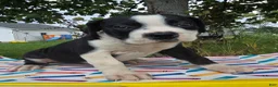 Olde English Bulldogge dogs for sale: Margaret - Ad 2