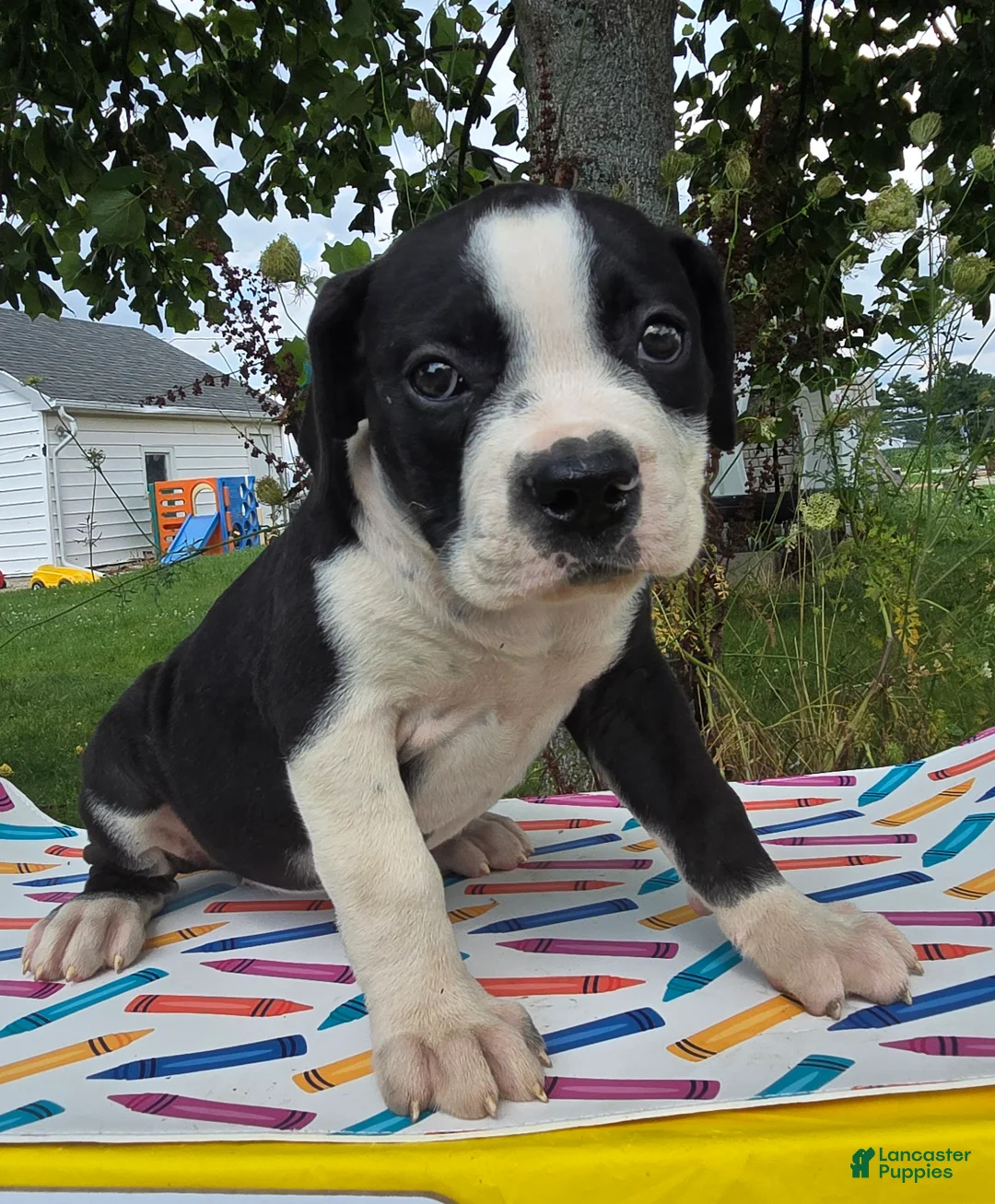 Olde English Bulldogge dogs for sale: Margaret - Ad 2