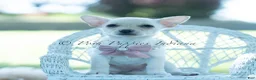 Chihuahua dogs for sale: Coconut - Ad 3