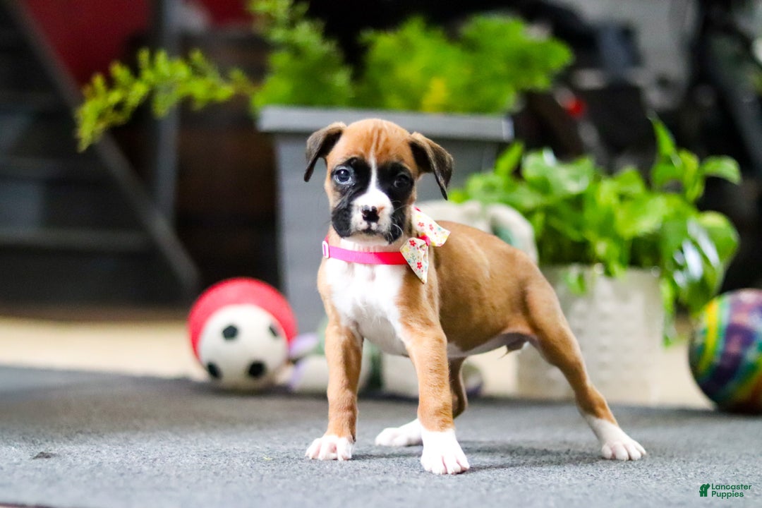 Boxer dogs for sale: Maxl - Ad 16