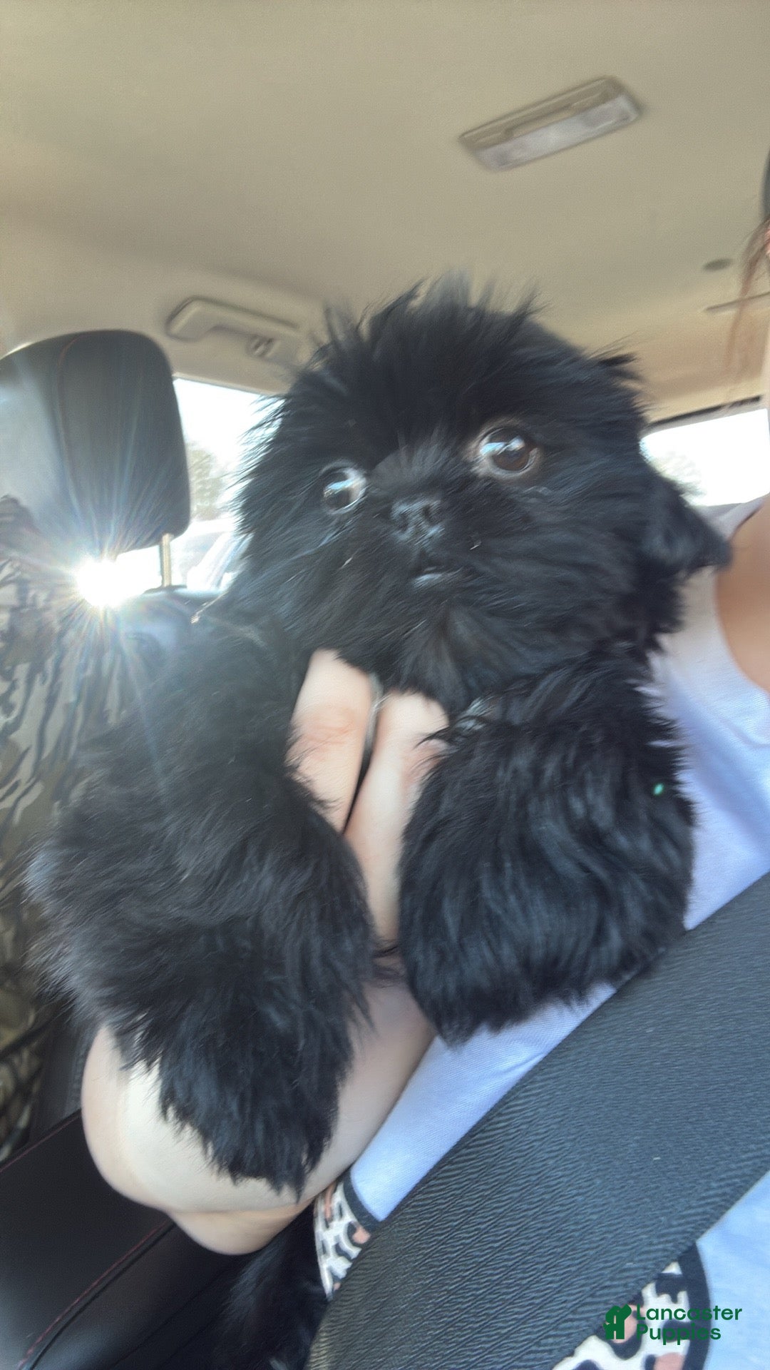 Shih Tzu dogs Shih Tzu Puppy 1 - Ad 2