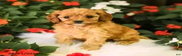 Cavapoo dogs for sale: Bella    - Ad 2