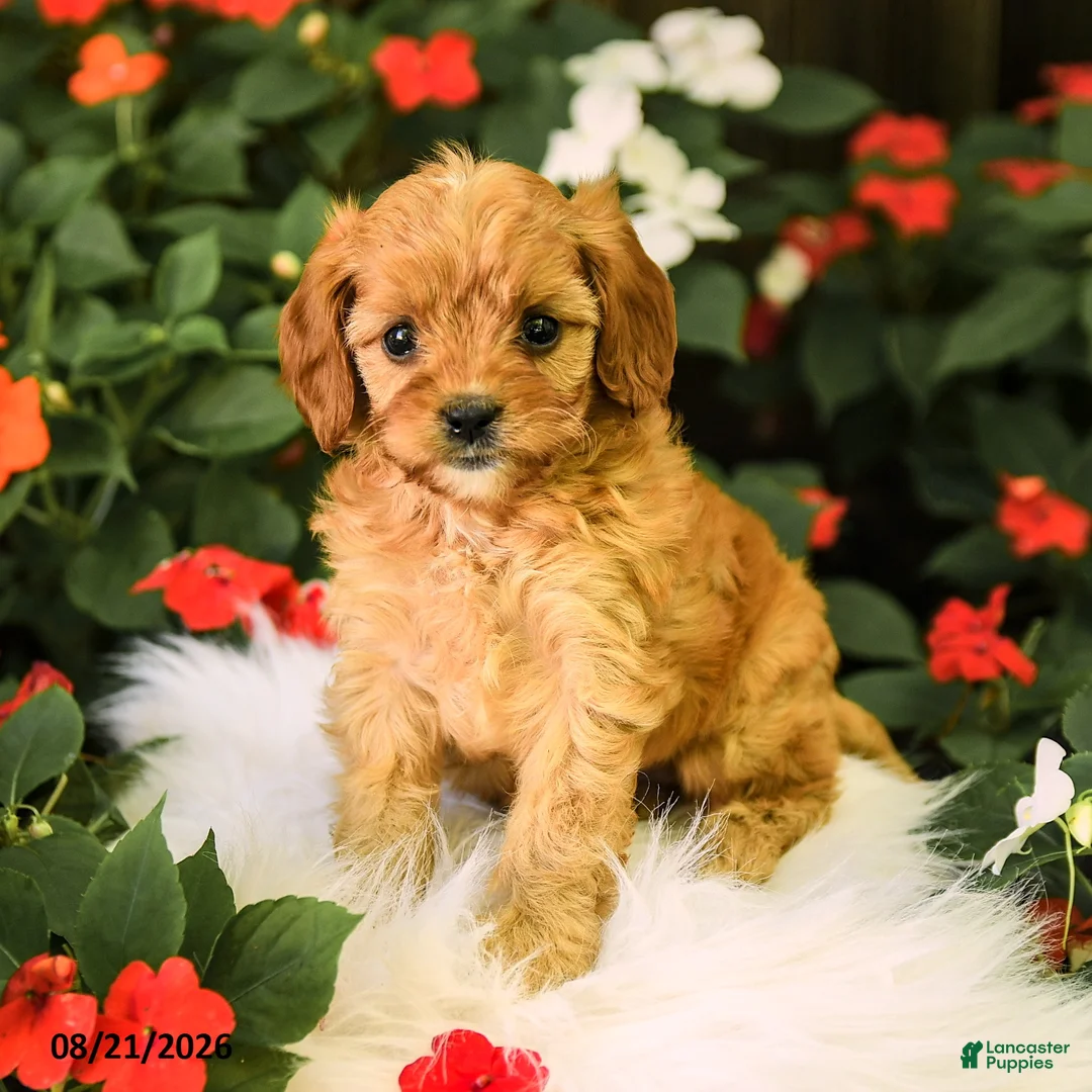 Cavapoo dogs for sale: Bella    - Ad 2
