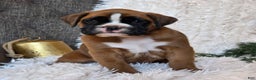 Boxer dogs for sale: Chelsea - Ad 15