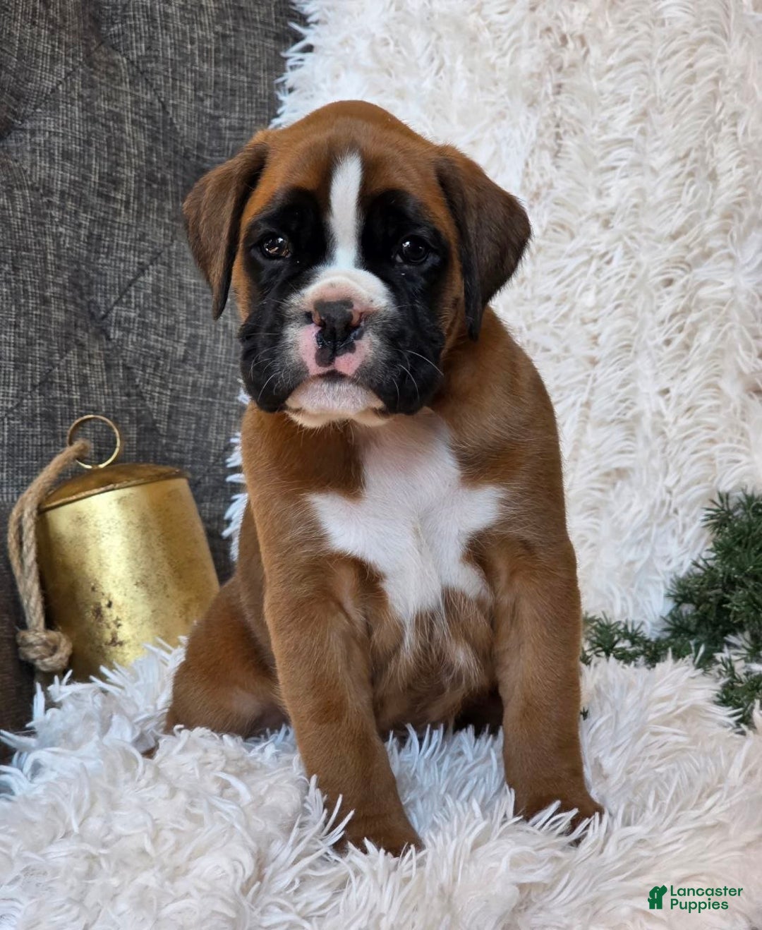 Boxer dogs for sale: Chelsea - Ad 15