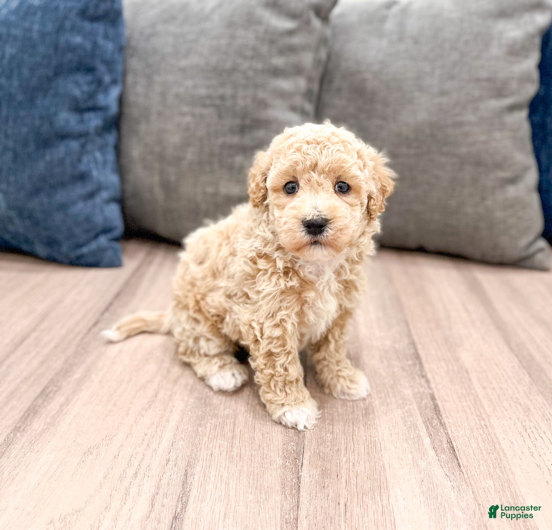 Bichpoo dogs for sale: Cody - Ad 3