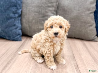 Bichpoo dogs Cody - Ad 17