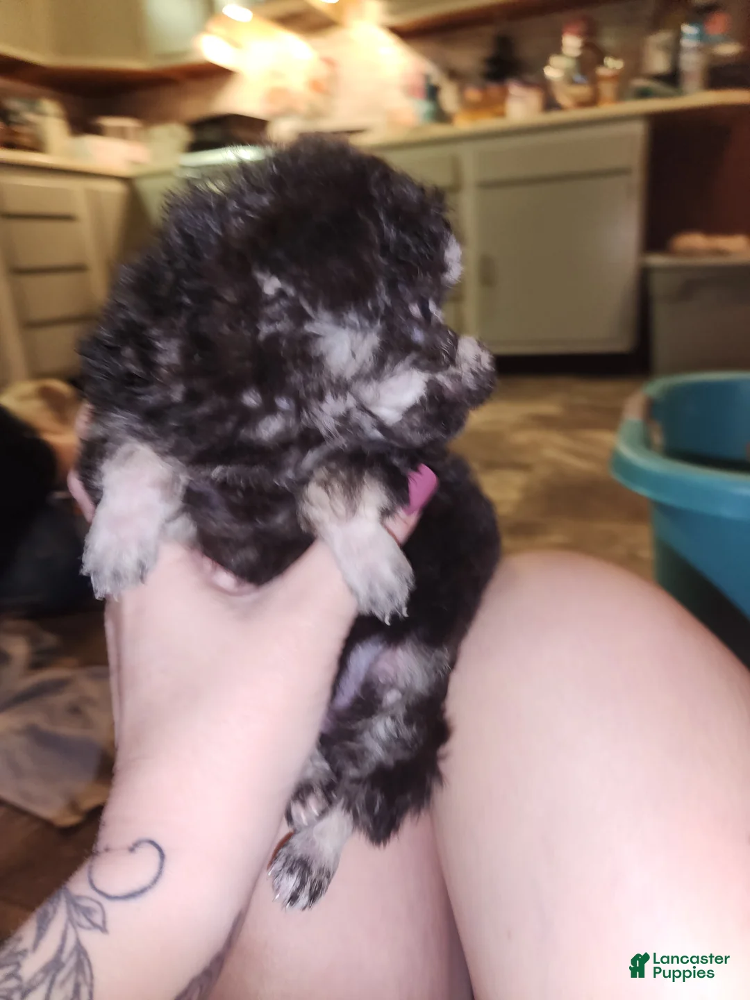 Havapoo dogs for sale: Havapoo Puppy 3 - Ad 2