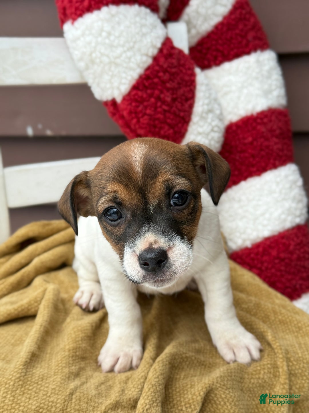 Jack Russell Terrier dogs for sale: Jolly - Ad 4