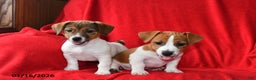 Jack Russell Terrier dogs for sale: Roxy - Ad 2