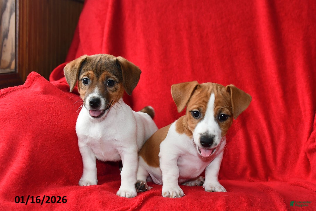 Jack Russell Terrier dogs for sale: Roxy - Ad 2