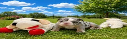 English Bulldog dogs for sale: Tank - Ad 3