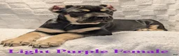 Cane Corso dogs for sale: Light Purple  - Ad 3