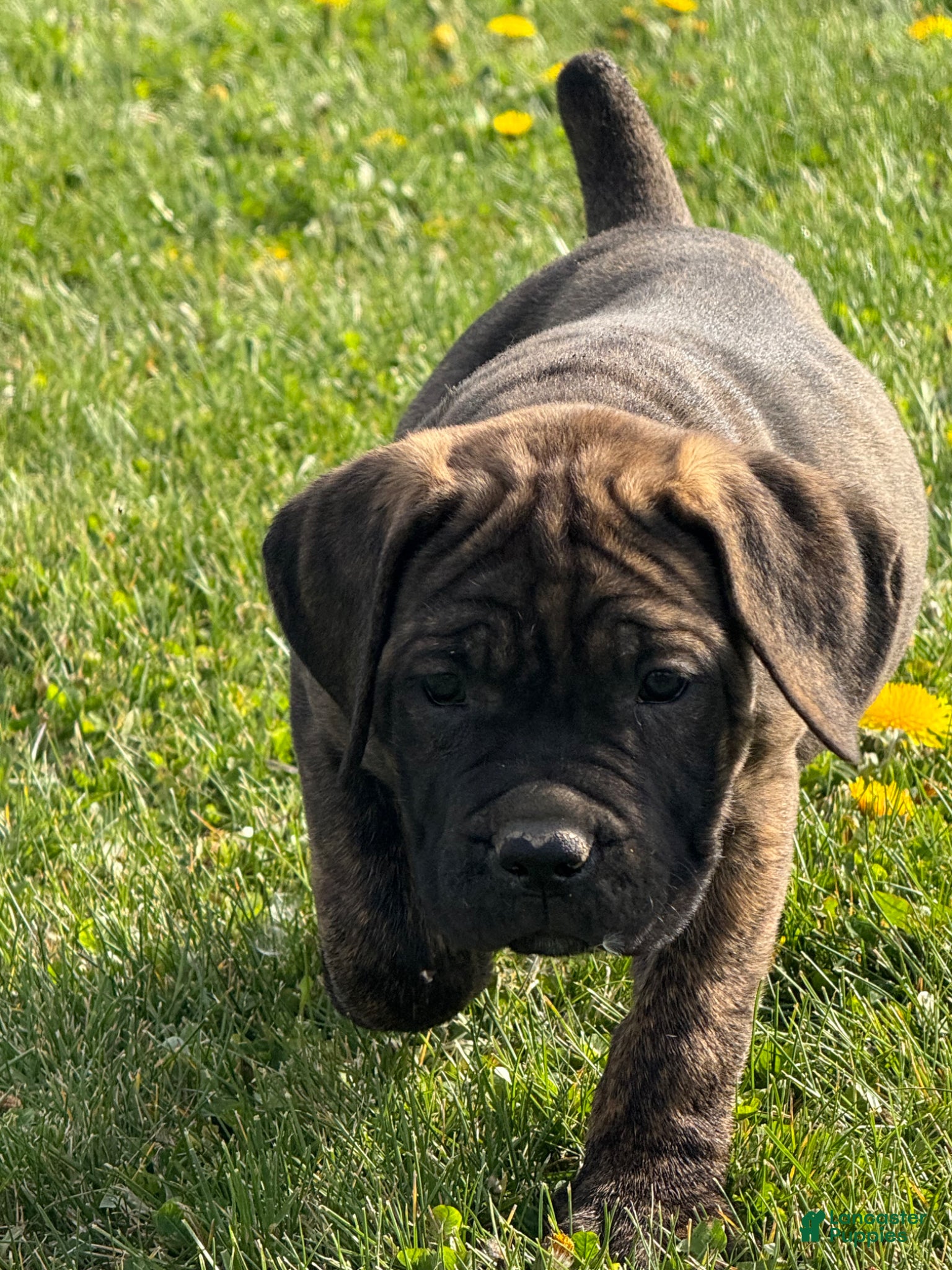 Cane Corso dogs Cane Corso Puppy 2 - Ad 8