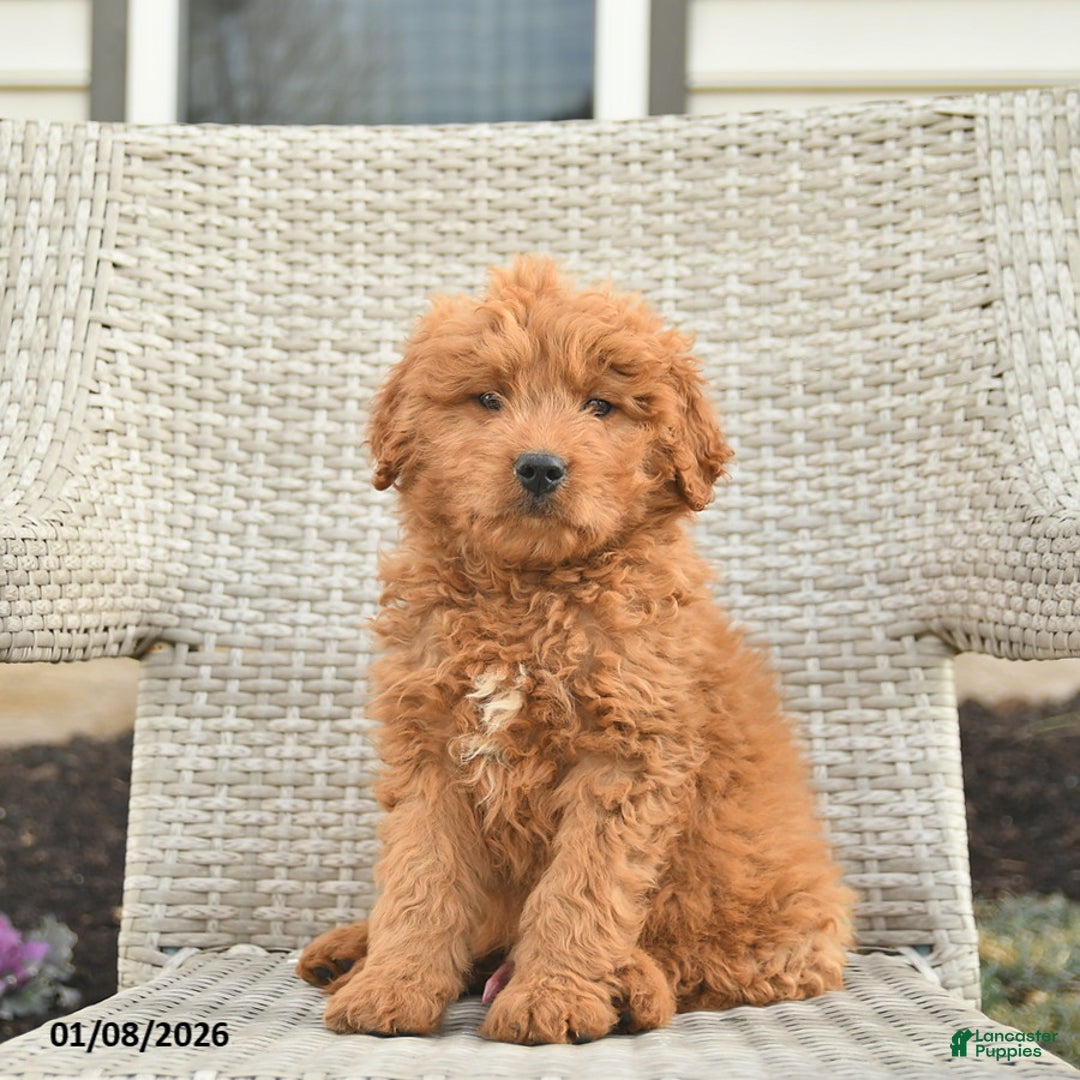 Mini Goldendoodle dogs for sale: Dallas  - Ad 1