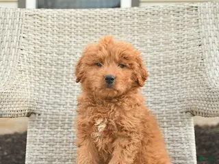 Mini Goldendoodle dogs Dallas - Ad 18