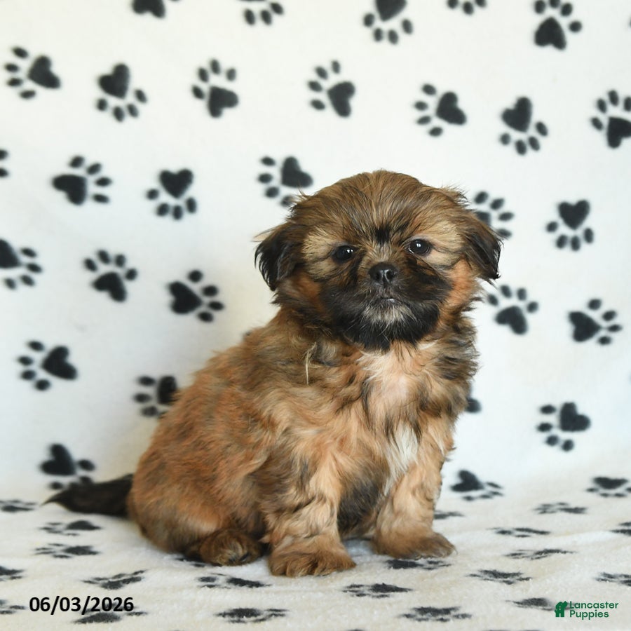 Shih Tzu dogs for sale: Tater - Ad 2