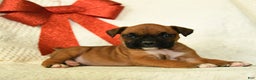 Boxer dogs for sale: Arctic - Ad 3