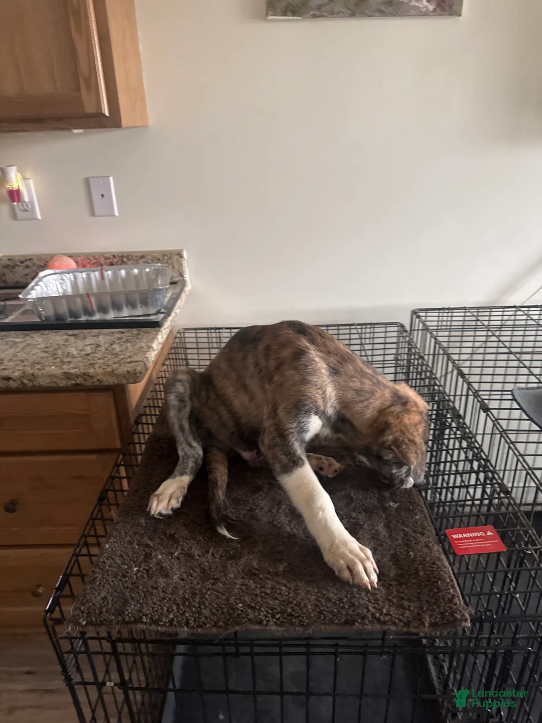 Mixed Breed dogs for sale:  Tank - Ad 7