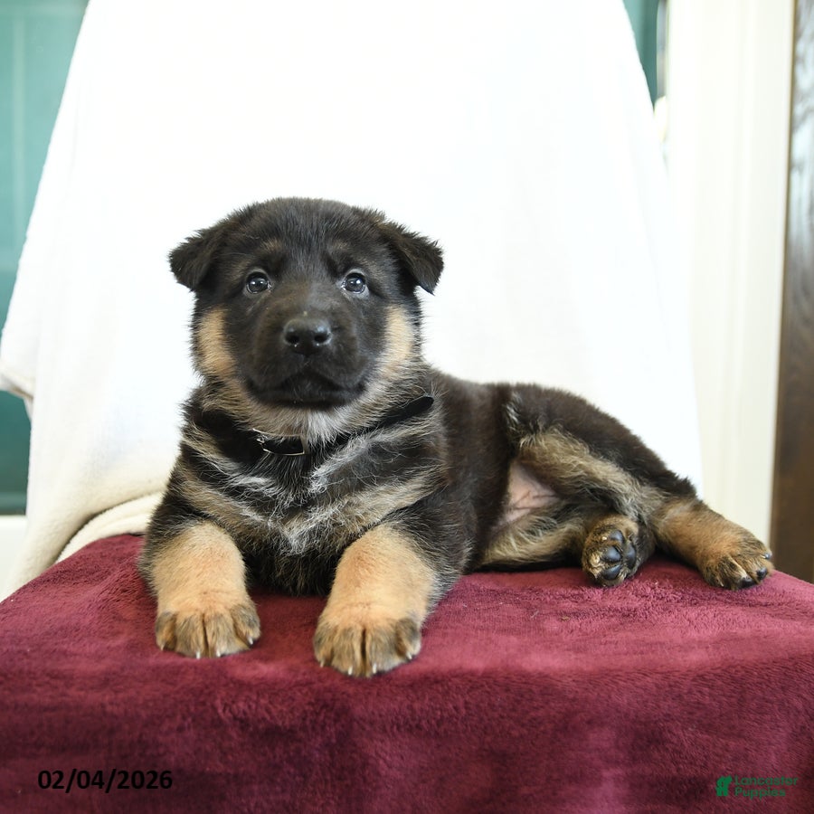 German Shepherd dogs April - Ad 2