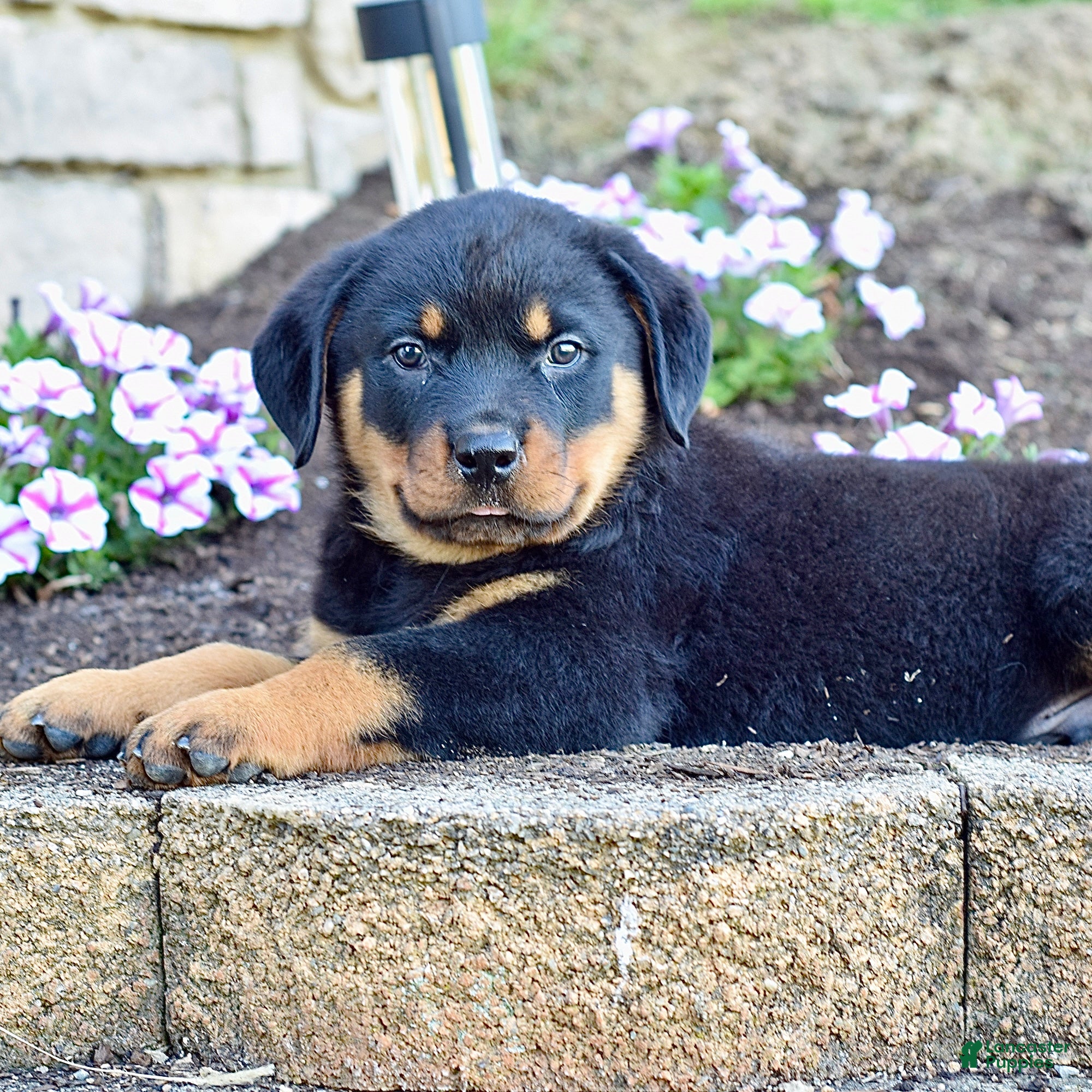 Rottweiler dogs Wilder - Ad 2