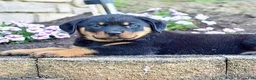 Rottweiler dogs for sale: Wilder - Ad 1