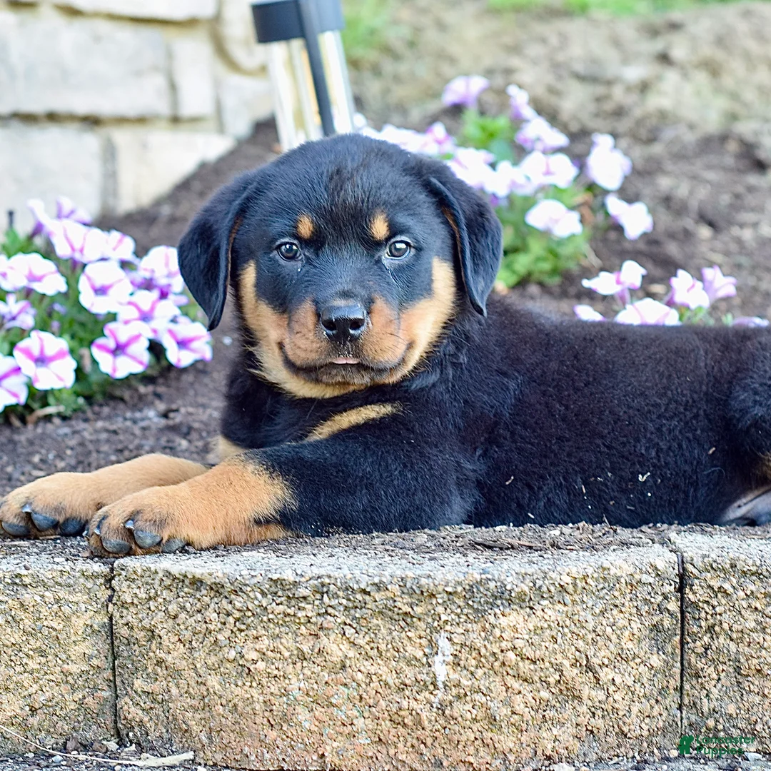 Rottweiler dogs for sale: Wilder - Ad 1