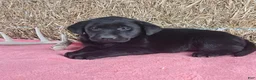 Labrador Retriever dogs for sale: Lexi - Ad 4