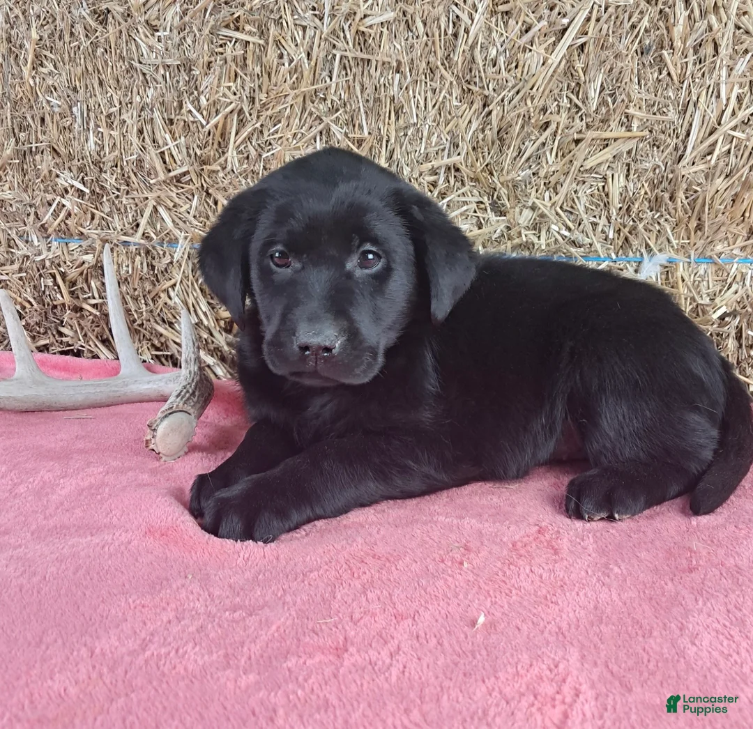 Labrador Retriever dogs for sale: Lexi - Ad 4