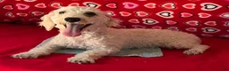 Toy Poodle dogs for sale: Milton - Ad 4
